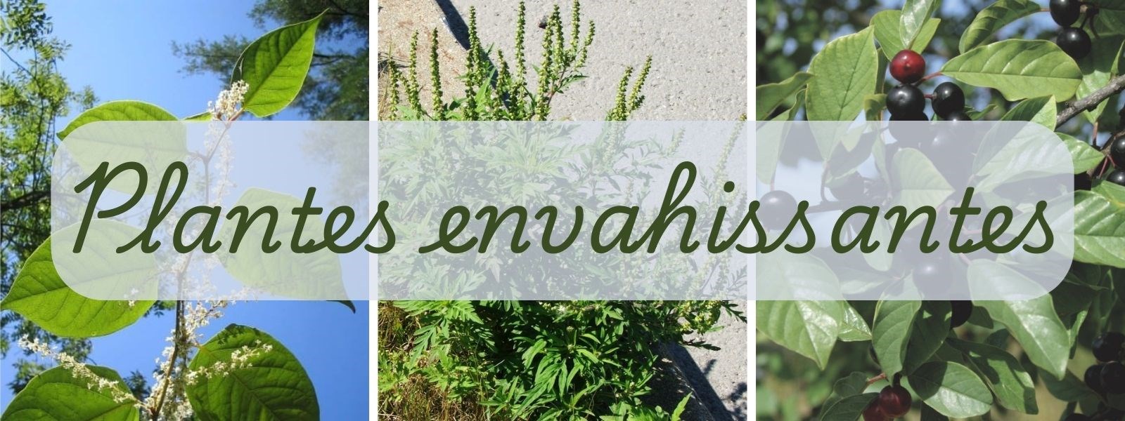 Les plantes envahissantes